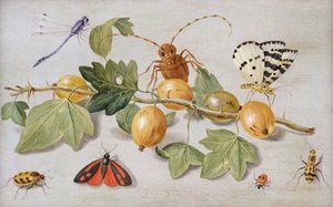 Stillleben mit Stachelbeeren, Schmetterling, Motte, Libelle und anderen Insekten